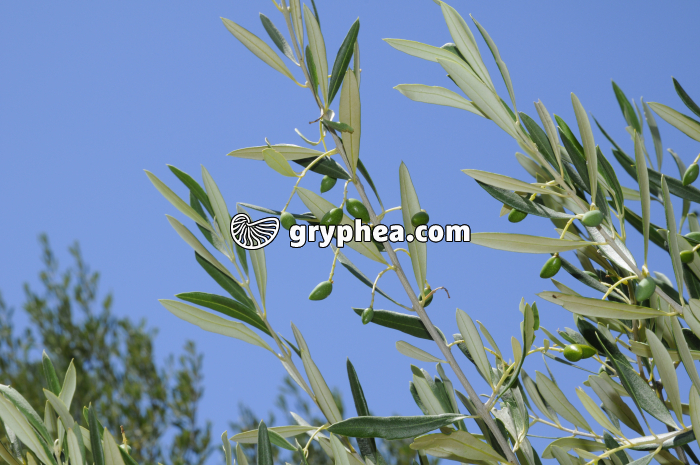 Olives (jeunes) - gryphea.com